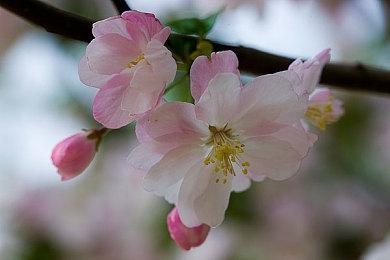 《上古卷轴OL》开发者：过去十年提供内容超10个单机游戏